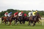 The best platform for automated trading reveals the ultimate tool for horse racing betting