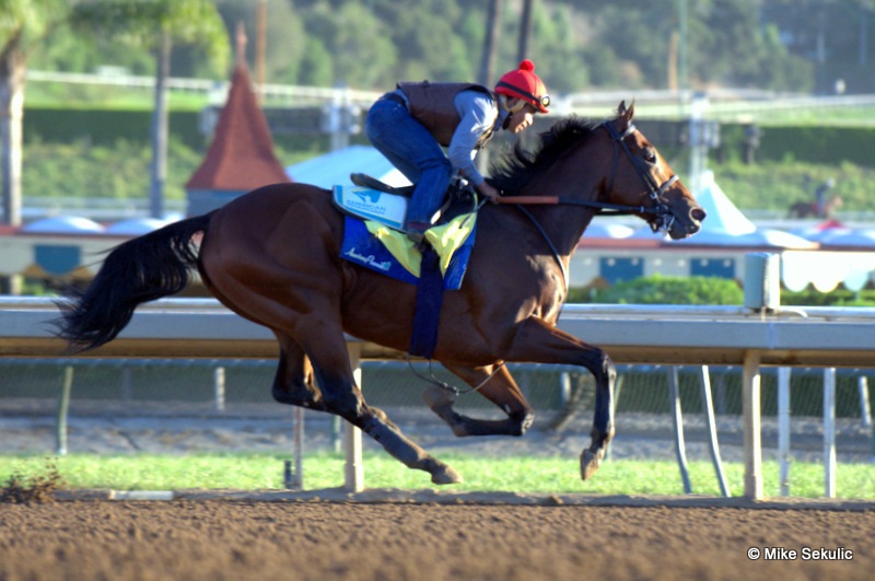 American Pharoah 11