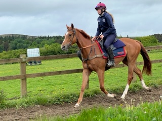 Apache Angel debut at Hexham over hurdles