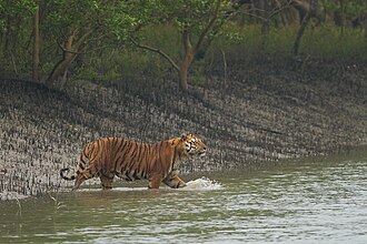 Bengal Tiger