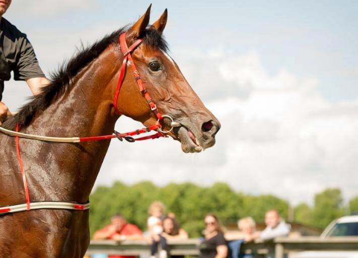 Bill Benter analyse la forme du cheval