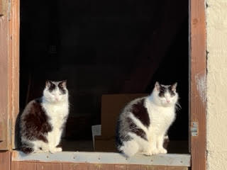 Stable Cats keep the mice away Stable Cats keep the mice away
