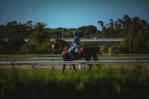 Racehorse walking calmly down to the start Racehorse walking calmly down to the start