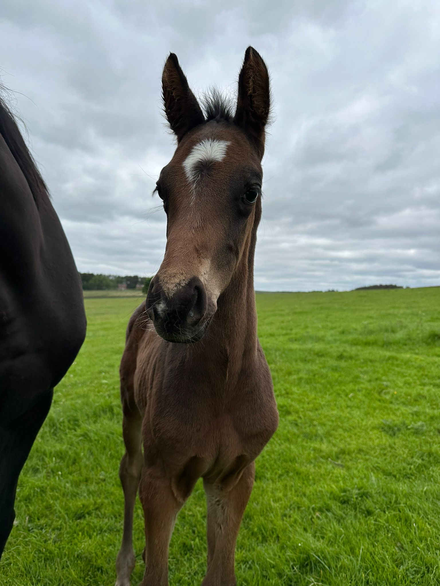 A gorgeous colt called Clyde by Sciparelli