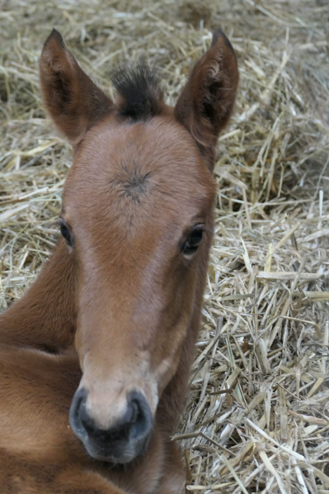 Filly – 'Bonny' out of Morning with Ivan by Kinsgton Hill.