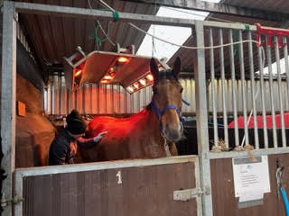 Horse Solarium Horse Solarium