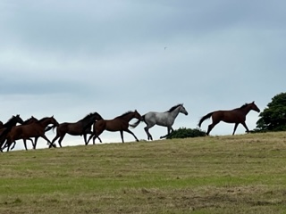 Horses Running Together