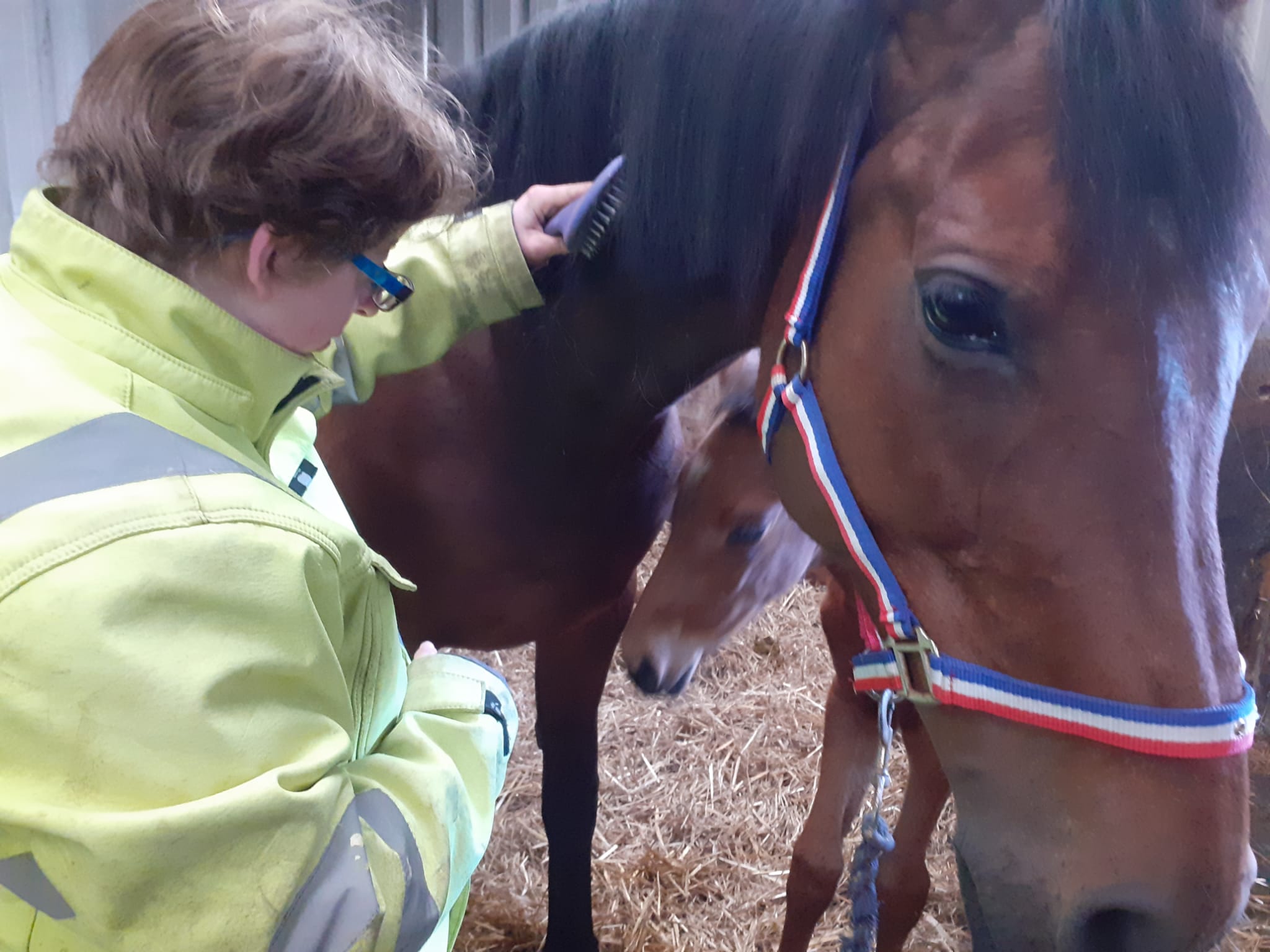  Ivy grooming Bahrikate