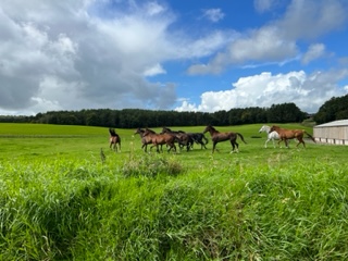 Johnny Dogs with new friends at E and O Labs