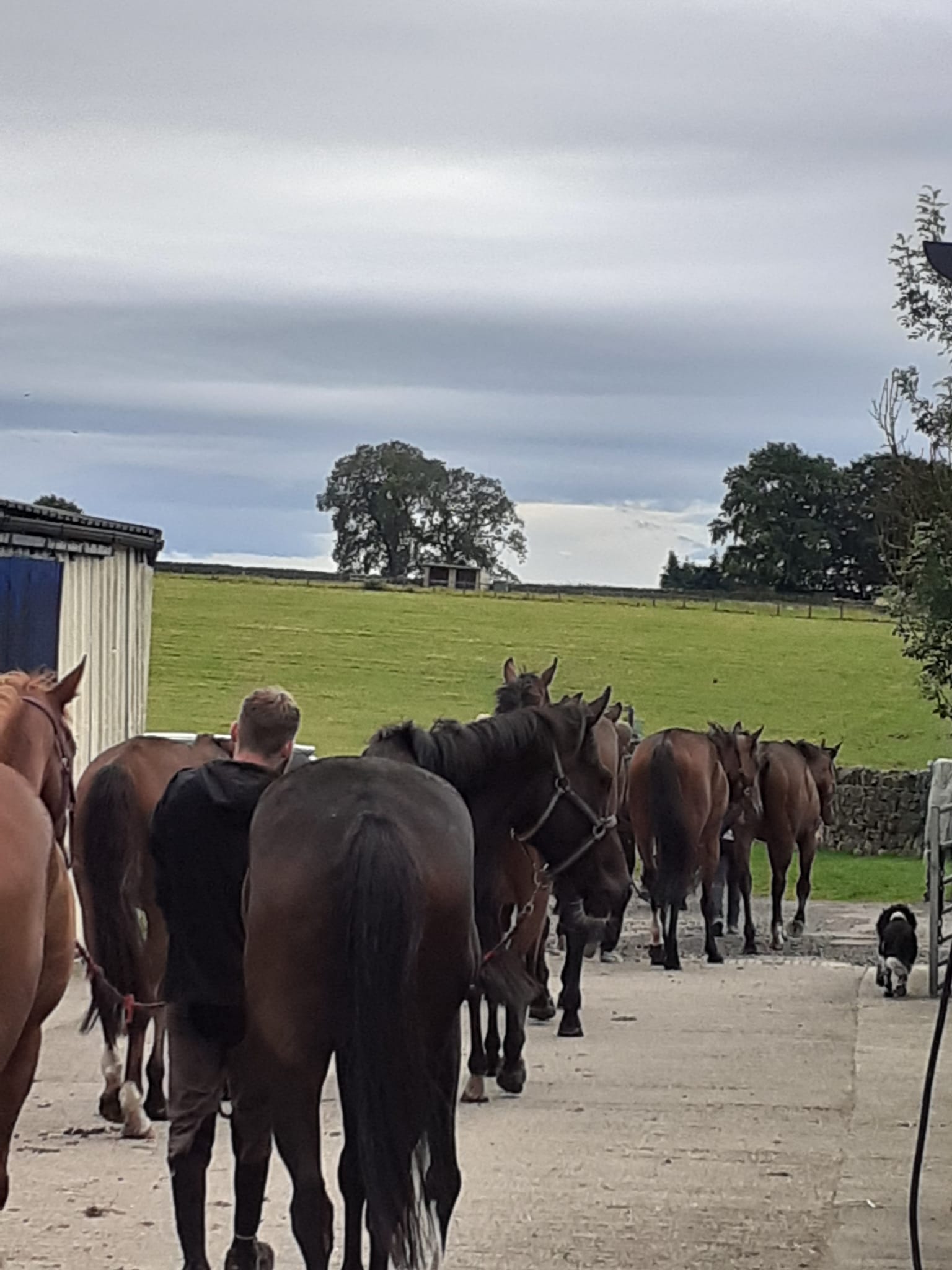 Jumps Horses After Work