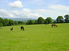 Kenilworth House Stud Dual Purpose Breeding