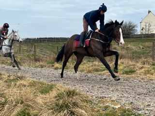 Konik King ready soon Konik King ready soon