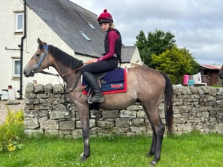 'Paco' 2 year old by Outstrip – newly broken