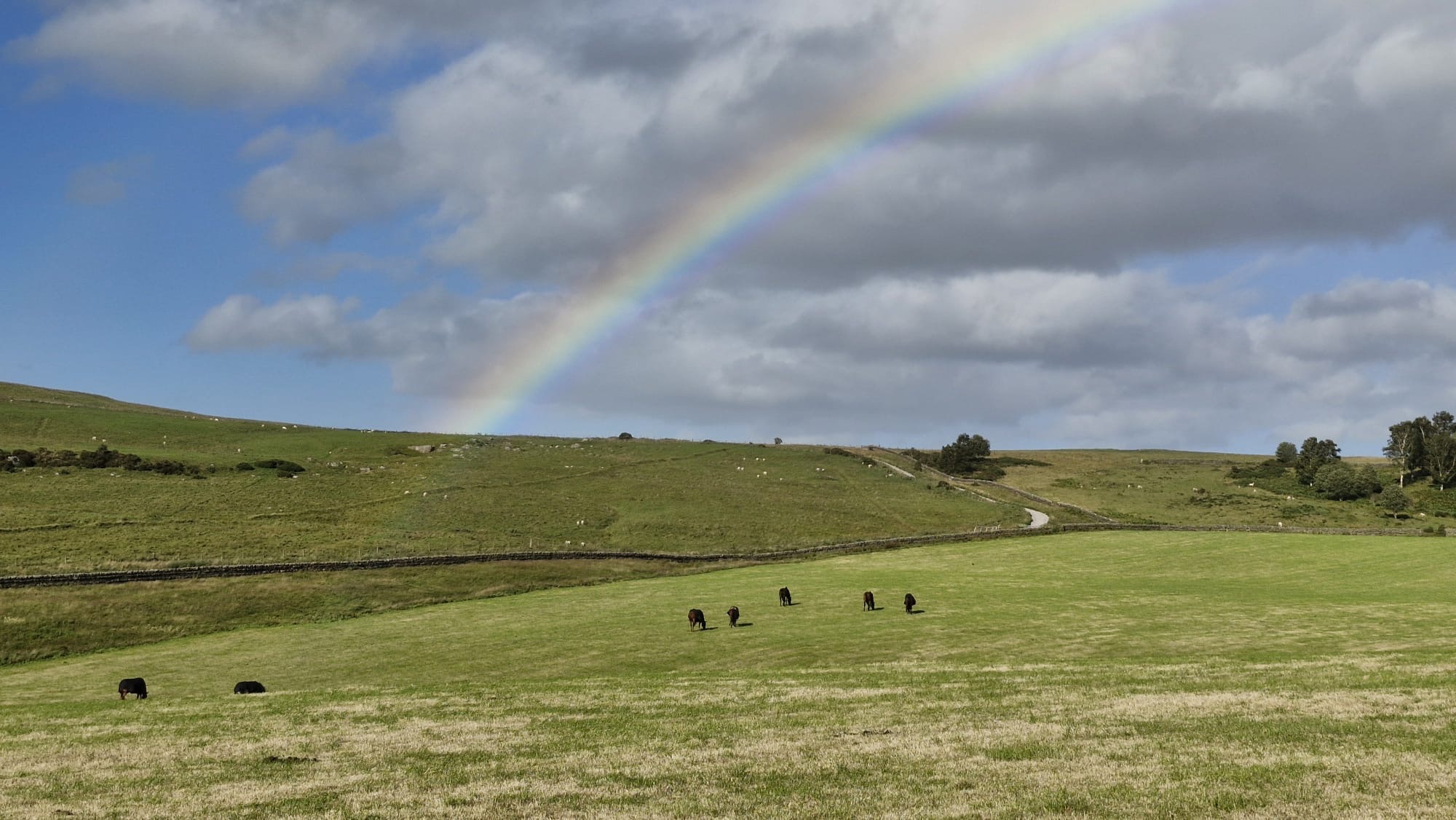 Rainbow Over The Paddocks