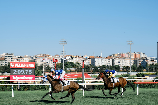 The Road to the Breeders Cup Races