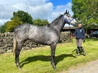 Un Named 2020 Gelding by Cloudings out of Toarmandowithlove Un Named 2020 Gelding by Cloudings out of Toarmandowithlove