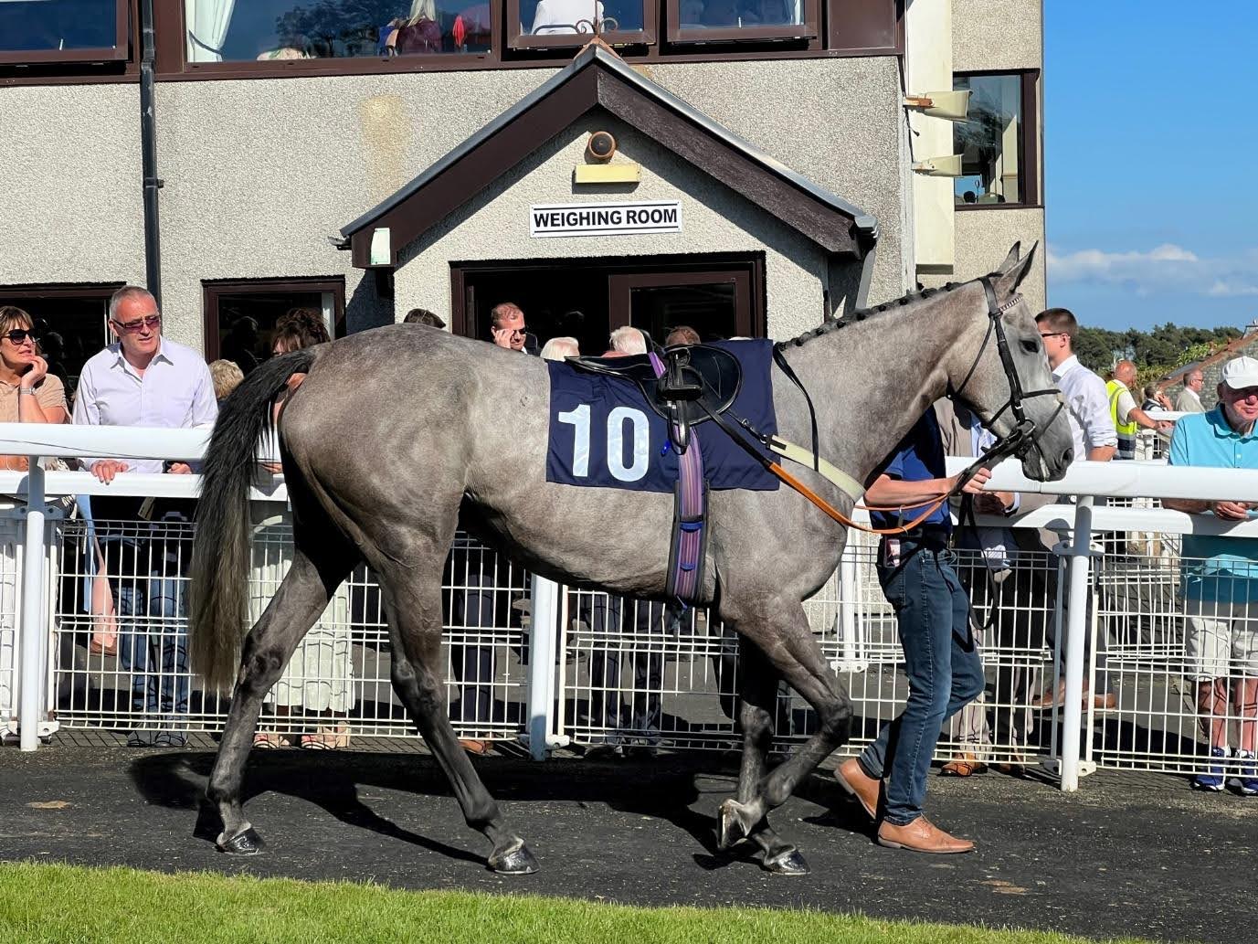 Sunset Hill – 2019 mare by Kingston Hill out of Sunset Times Sunset Hill – 2019 mare by Kingston Hill out of Sunset Times