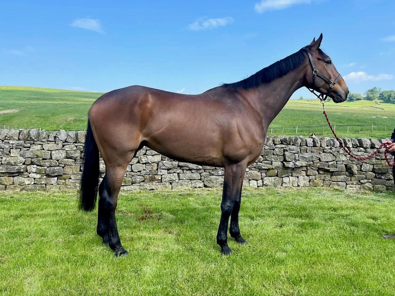 Whispering Dancer – 2019 by Elusive Pimpernel out of Newtown Dancer Whispering Dancer – 2019 by Elusive Pimpernel out of Newtown Dancer