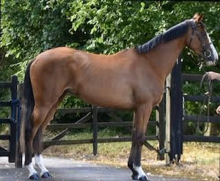 2021 Filly out of Dolly Hall by Ice Breeze  2021 Filly out of Dolly Hall by Ice Breeze