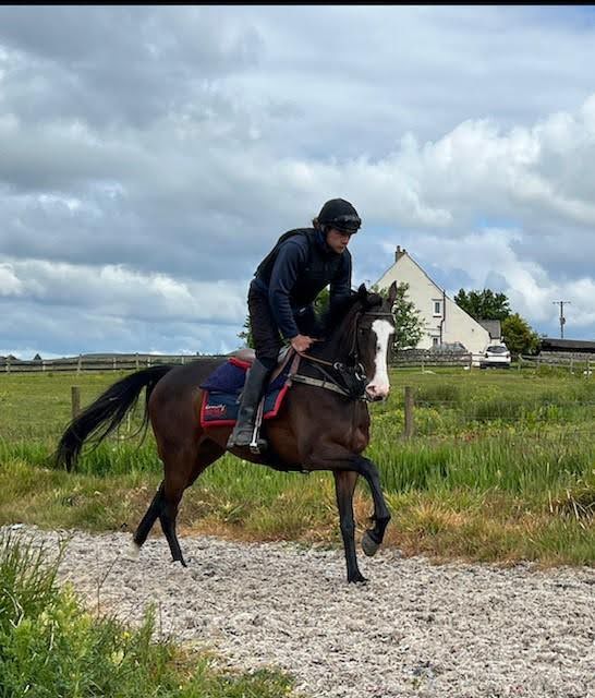 Unnamed 2019 gelding out of Springfield Spirit by Alkaadhem Unnamed 2019 gelding out of Springfield Spirit by Alkaadhem