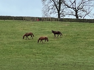 Three two year olds having a break in the paddock