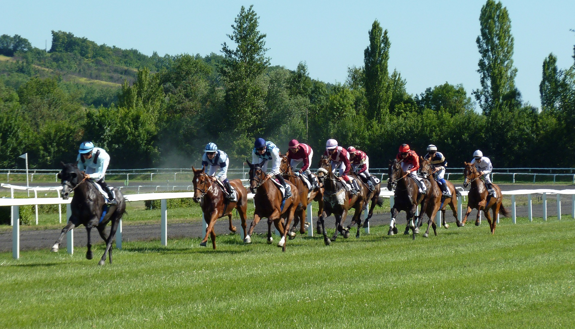 The role of horses in warfare and sport The role of horses in warfare and sport