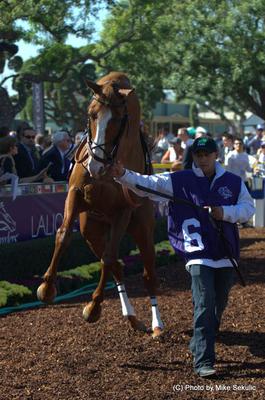 Horse playing up before the race