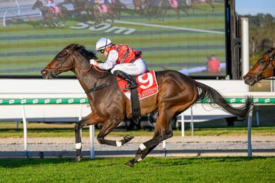 Thoroughbred Racehorses