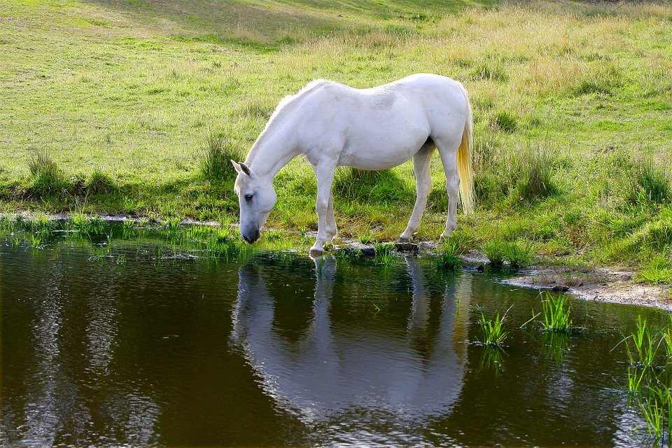 Pony drinks from the pool Pony drinks from the pool