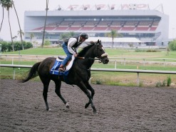 Zenyatta by Mike Sekulic