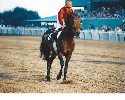 Cougar's Racing Silks