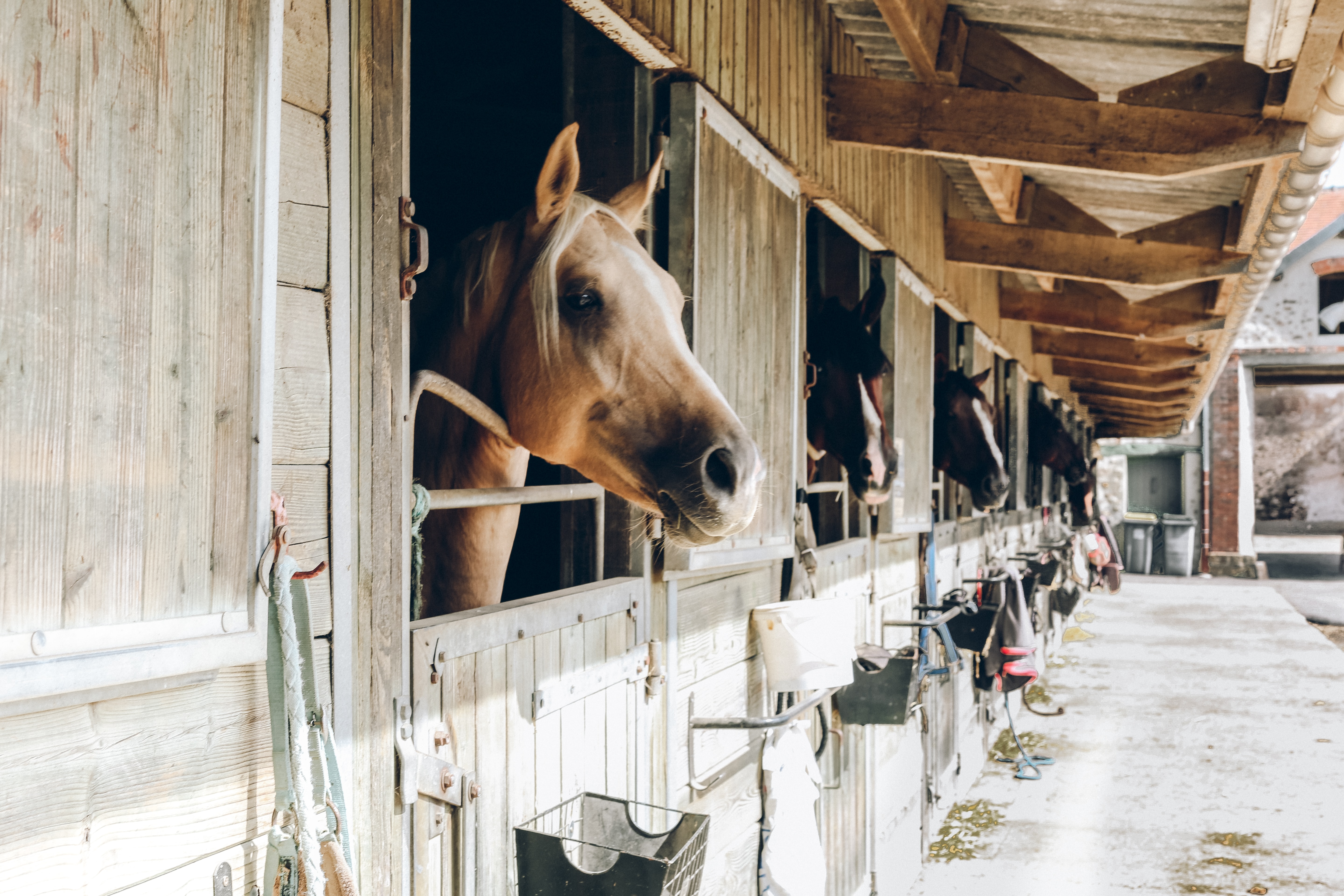 Stables in US Stables in US