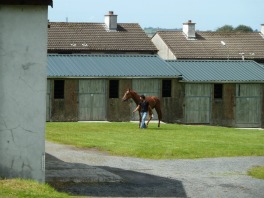 Horse Stables